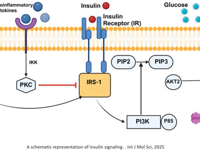 Gestational diabetes therapeutics