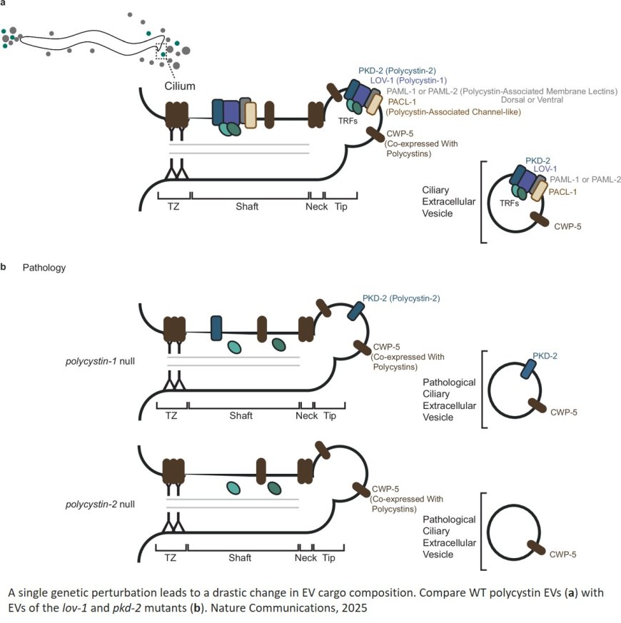 Tracking material carried by extracellular vesicles (EVs)