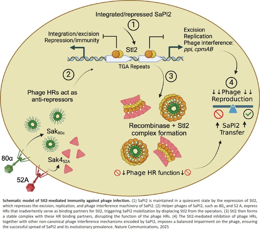 Mechanisms underlying antiviral immunity against phages