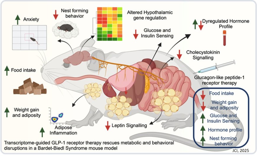 Transcriptome-guided GLP-1 receptor therapy rescues metabolic and behavioral disruptions in a Bardet-Biedl Syndrome mouse model