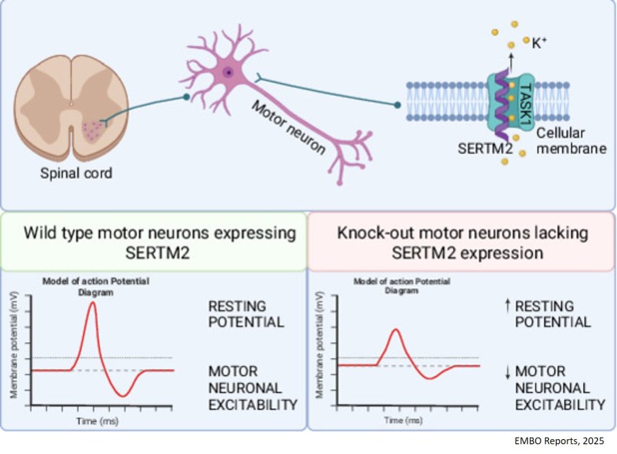 SERTM2: a neuroactive player in the world of micropeptides