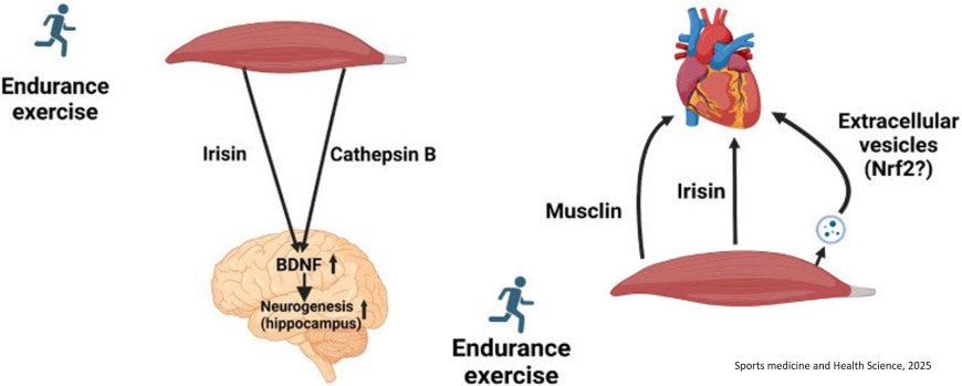 Skeletal muscle-heart, skeletal muscle-brain crosstalk during exercise