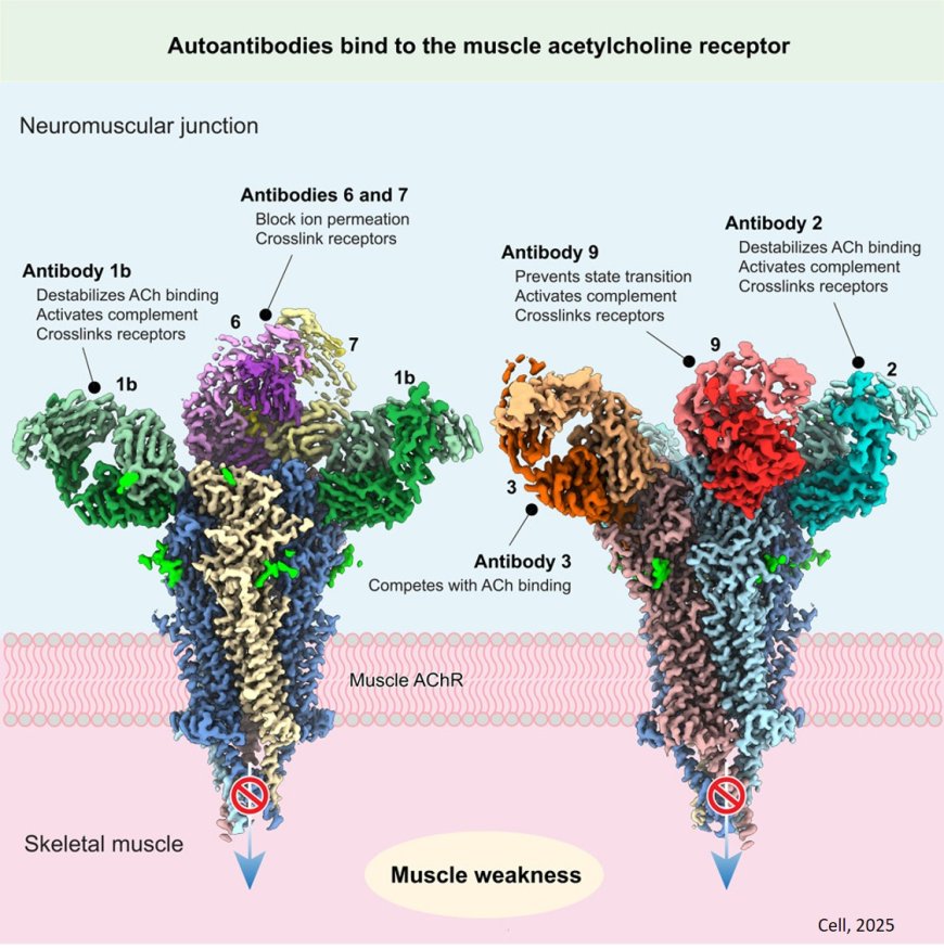 Acetylcholine structure reveals mechanisms that cause autoimmune disease