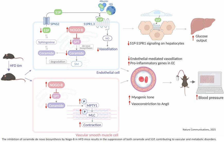 Suppression of endothelial ceramide de novo biosynthesis by Nogo-B contributes to cardiometabolic diseases
