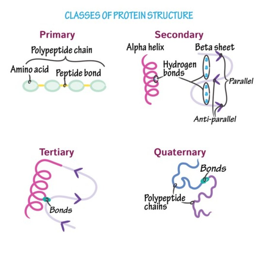Protein structure, classification, functions, properties of proteins