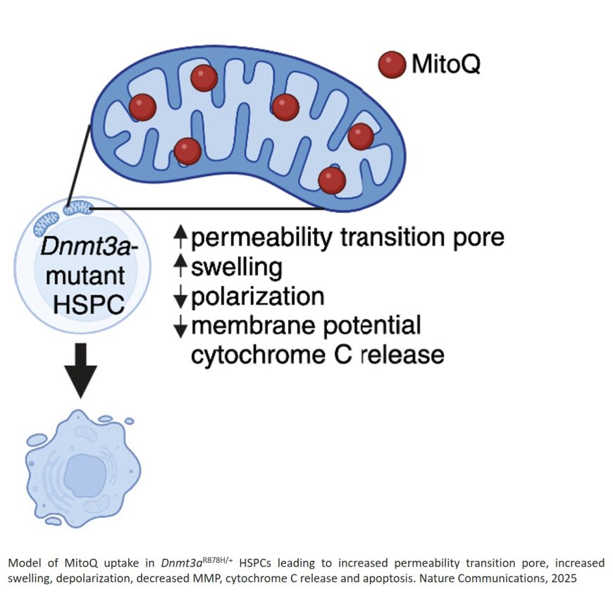 Aging-related blood disorders from supercharged mitochondria