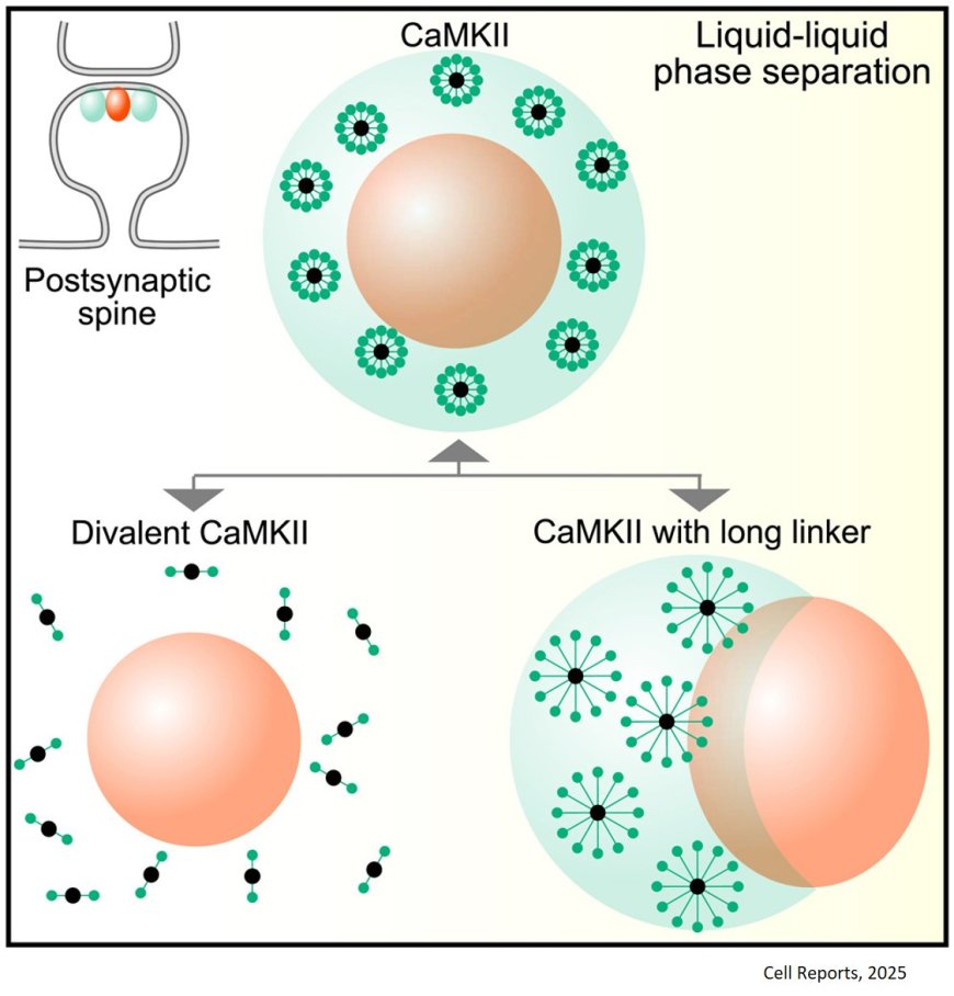 Multiphasic protein condensation governed by shape and valency