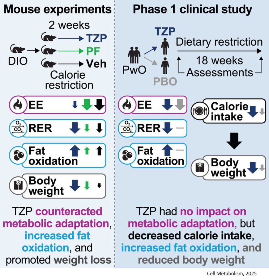 Tirzepatide's role in weight loss and metabolic health