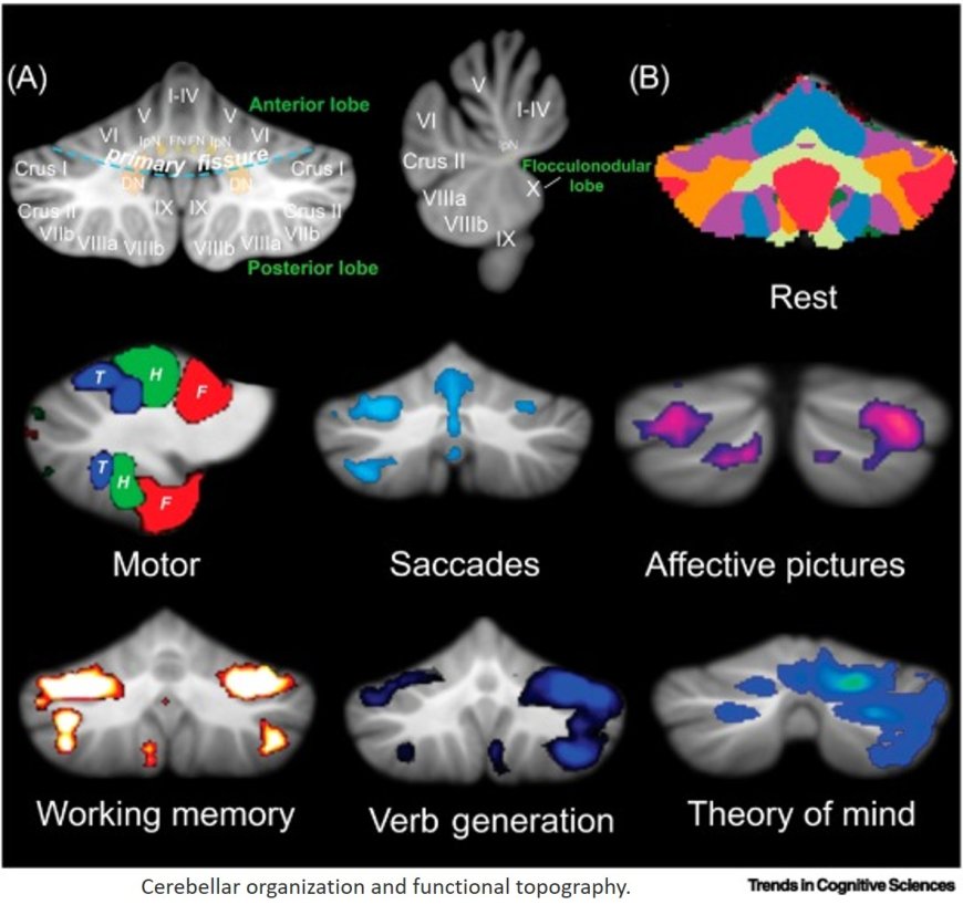 Ignoring the cerebellum is hindering progress in neuroscience