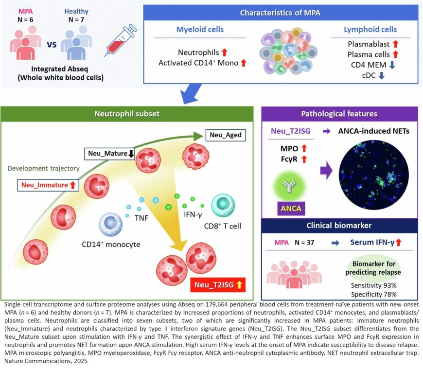 Neutrophil single-cell analysis identifies a type II interferon-related subset for predicting relapse of autoimmune small vessel vasculitis