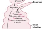 Protein Digestion and Absorption