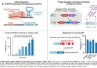 Programmable gene insertion in human cells using a new gene editor