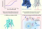Mechanism of auxin influx in plants