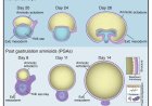 New stem cell model sheds light on human amniotic sac development