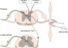 The Spinal Cord, Spinal Nerves, and Spinal Reflexes