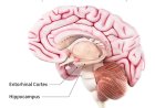 Anatomy of the Hippocampus
