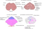 Anatomy of the Cerebellum