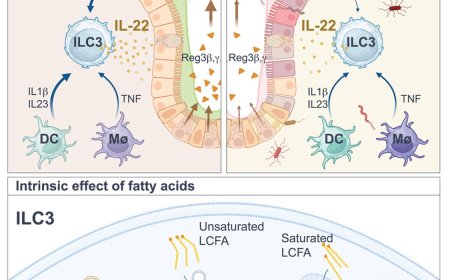 High-fat diet impairs ILC3 functions and gut homeostasis