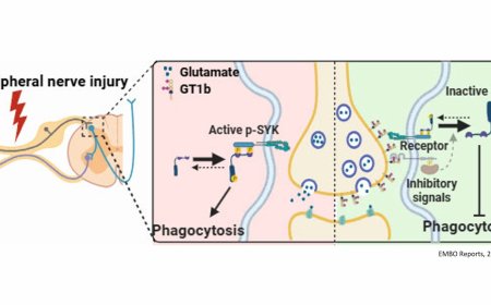 Ganglioside GT1b prevents selective spinal synapse removal following peripheral nerve injury