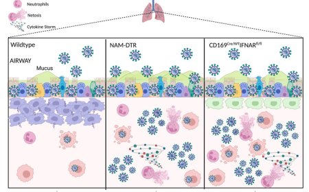 Nerve- and airway-associated interstitial macrophages mitigate SARS-CoV-2 pathogenesis