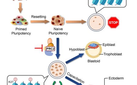 Growing chimpanzee naive-type pluripotent stem cells for the first time