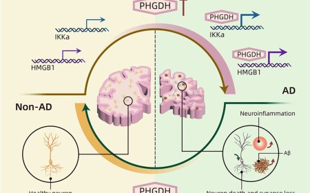 AI identifies PHGDH as amyloid pathology driver in Alzheimer’s disease