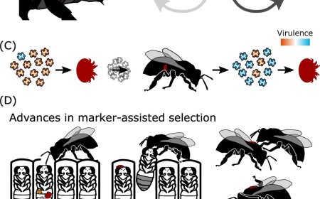 Honey Bee Parasite, Varroa destructor!