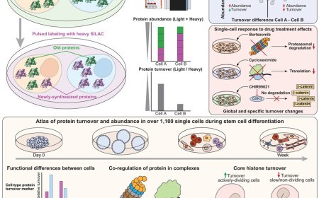 Tool to analyze protein turnover in a single cell
