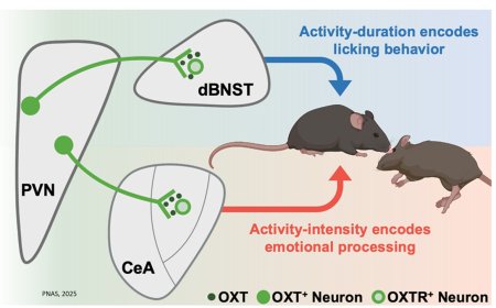 Mice exhibit altruistic rescue behavior driven by oxytocin