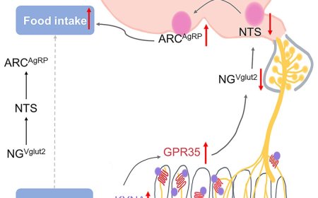 The gut-brain axis mechanism of appetite regulation