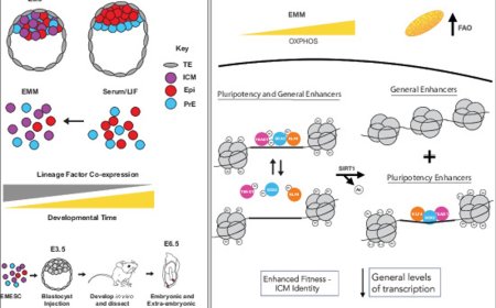 Altering metabolism programs cell identity via NAD+-dependent deacetylation