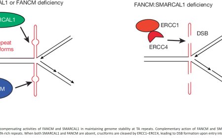 Synthetic lethal interactions among DNA repair factors