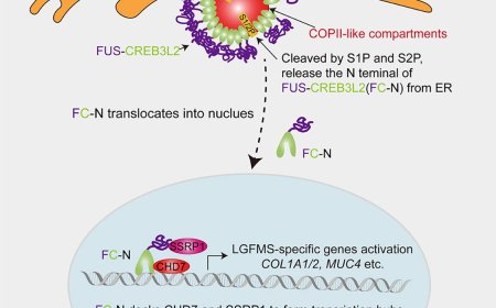 Aberrant phase separation drives membranous organelle remodeling and tumorigenesis