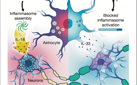 Modulation of hippocampal plasticity by