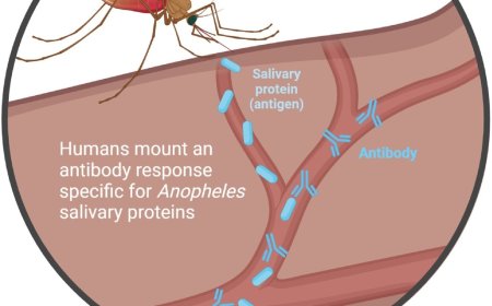 Human antibodies against Anopheles salivary proteins