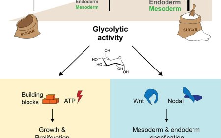 Glycolytic activity regulates embryonic development!