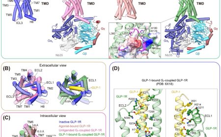 Structural insights into GLP-1R signaling mechanisms