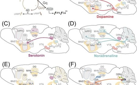 Aversion encoding by neuromodulatory signals