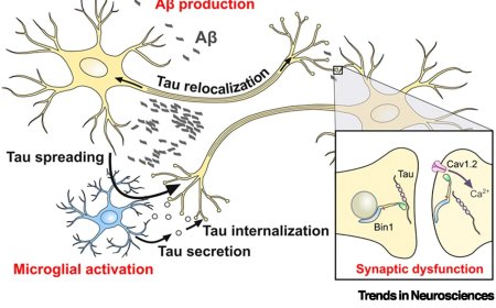 BIN1 as a risk factor in Alzheimer’s disease