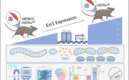 Muscle metabolic resilience and enhanced exercise adaptation by Esr1-induced remodeling of mitochondrial cristae-nucleoid architecture in males