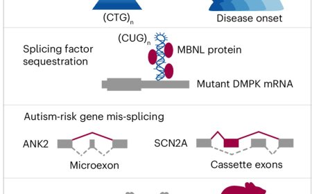 Connection between autism spectrum disorder and myotonic dystrophy