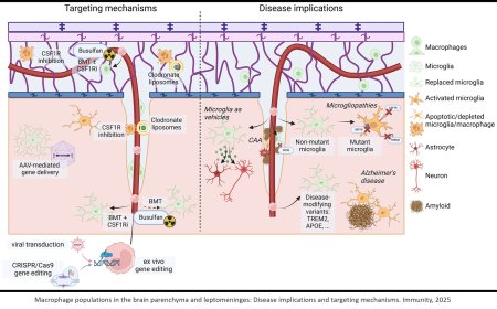 Targeting myeloid cells in the central nervous system