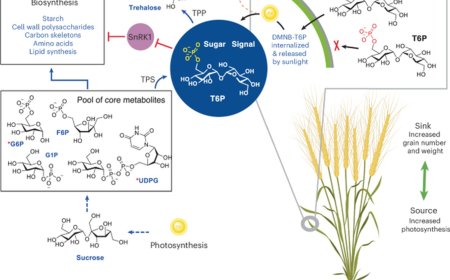 Membrane-permeable trehalose 6-phosphate precursor spray increases wheat yields in field trials