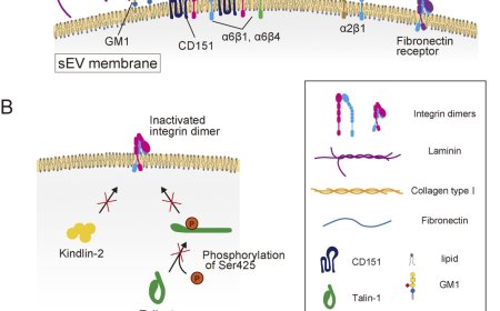 Mechanism governing specific binding of EVs to recipient cells