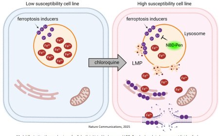 Lysosomal lipid peroxidation contributes to ferroptosis induction via lysosomal membrane permeabilization