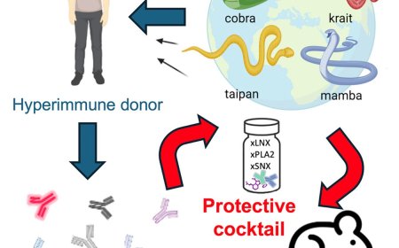 Broadly neutralizing human antibodies to neutralize snake venom
