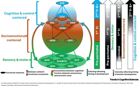 A hierarchical model of early brain functional network development