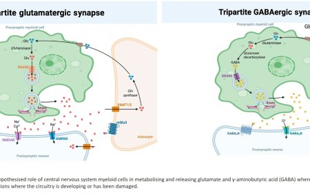 The neuronal-like behavior of macrophages