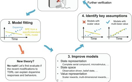 TDRL models in dopamine research