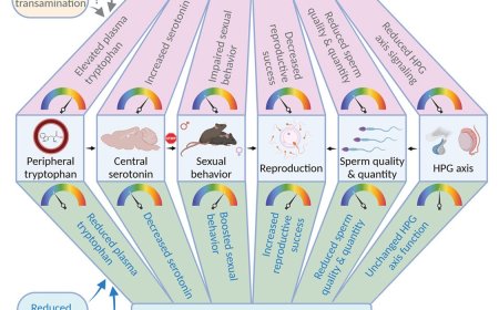 Intermittent fasting boosts sexual behavior!